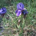 Iris_aphylla_9086