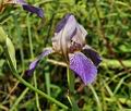 Iris_germanica_bs1584