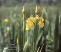 Iris_pseudacorus_4796