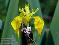 Iris_pseudacorus_a174