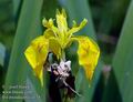 Iris_pseudacorus_a174