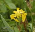 Iris_pseudacorus_ab3581