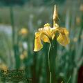 Iris_pseudocorus_4796