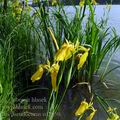 Iris_pseudocorus_ed2050