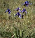 Iris_sibirica_4800