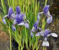 Iris_sibirica_bt9127