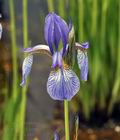 Iris_sibirica_bt9135