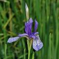 Iris_sibirica_d1554