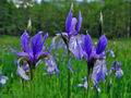 Iris_sibirica_e0196