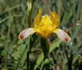 Iris_variegata_4798