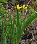 Iris_variegata_bk0571