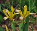 Iris_variegata_bk0577