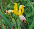Iris_variegata_bk0586