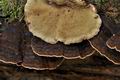 Ischnoderma_benzoinum_jd3060