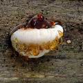 Ischnoderma_resinosum_al6489