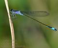 Ischnura_elegans_bd4604