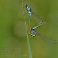 Ischnura_elegans_bd4804