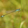 Ischnura_elegans_bg2498