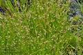 Isolepis_setacea_bd7001