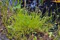 Isolepis_setacea_bd7004