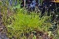 Isolepis_setacea_bd7004