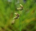 Isolepis_setacea_bd7021