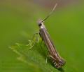Isophrictis_anthemidella_cv7406s