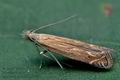 Isophrictis_striatella_ce0707s"