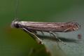 Isophrictis_striatella_cn2205s