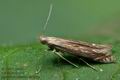 Isophrictis_striatella_cx4306s