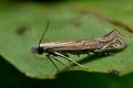 Isophrictis_striatella_cx5668s