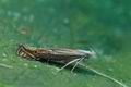 Isophrictis_striatella_hy4152"