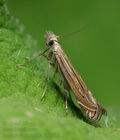 Isophrictis_striatella_jb5631s