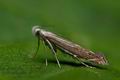 Isophrictis_striatella_jg4177s