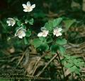 Isopyrum_thalictroides_4802