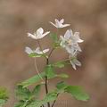 Isopyrum_thalictroides_ag9501