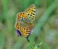 Issoria_lathonia_hy6180