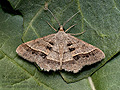 Isturgia_disputaria_jm1663s