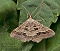 Isturgia_disputaria_jm1724s