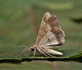 Isturgia_disputaria_jm1795s