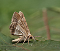 Isturgia_disputaria_jm1826s