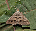 Isturgia_disputaria_jm1854s