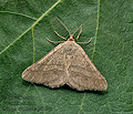 Isturgia_murinaria_ji0614s