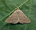 Isturgia_murinaria_ji0632s
