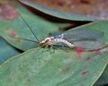 Italochrysa_italica_6967