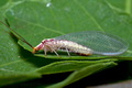 Italochrysa_italica_dz3230s