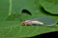 Italochrysa_italica_dz3298s