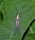 Italochrysa_italica_dz3363s