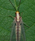 Italochrysa_italica_dz3384s