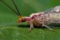 Italochrysa_italica_dz3405s